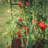 Baer Weather Resistant Plastic Plant Support