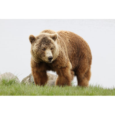 Ours brun - photographie sur toile tendue