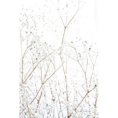 Gypsophile