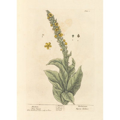 Mullein (1739)