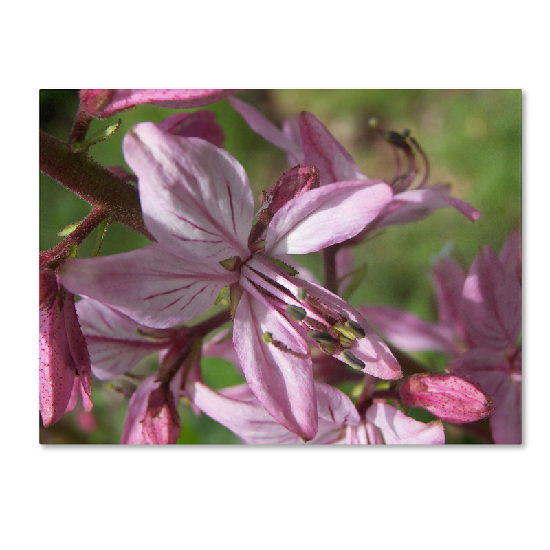 Monica Fleet Pink Floral Canvas Art with Hidden Frame