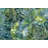 Abstract Succulents - Kitchen Shapes Framed Matted Print