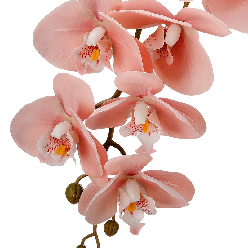34,5 po vaporisateur de phalaenopsis , Rose