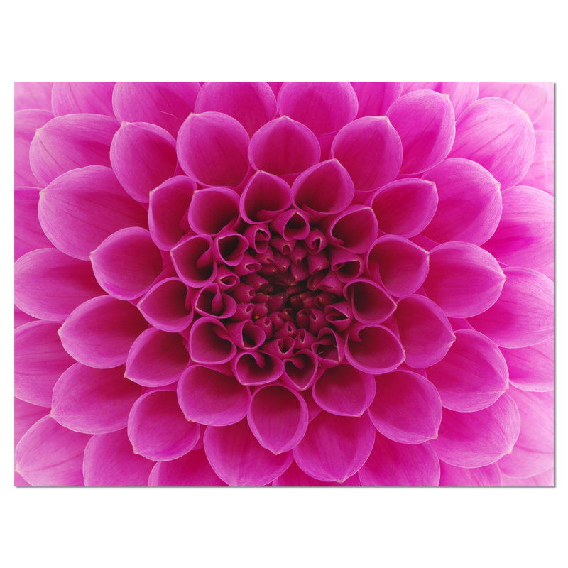 « rose foncé abstract floral pétales », impression sur toile tendue, H 12 po x l 20 po