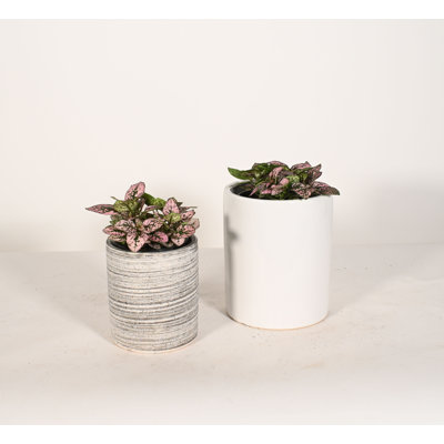 Upshining Live Foliage Plant in Ceramic Pot