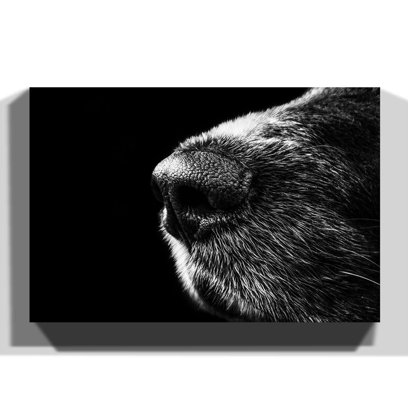 Dog Nose Snout - Wrapped Canvas, 70cm H x 100cm W