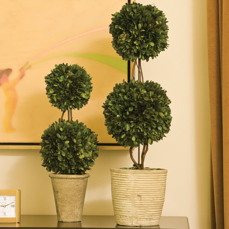Preserved Boxwood Double Ball Topiary in Pot,  20" H x 6" W x 6" D
