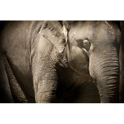 Elephant 93098106