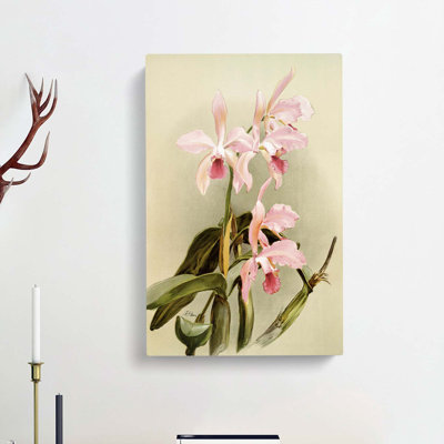 Magnolia Flowers Illustration Tab. 85 by Frederick Sander - Wrapped Canvas