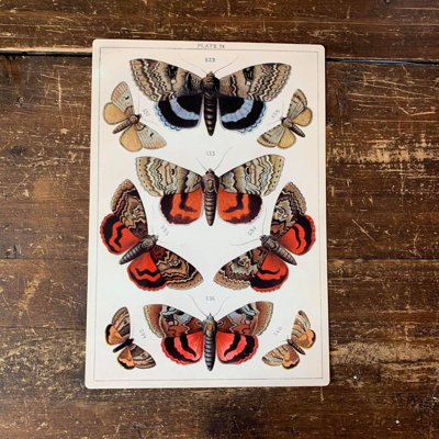Butterfly Botanical - No Frame Print on Metal
