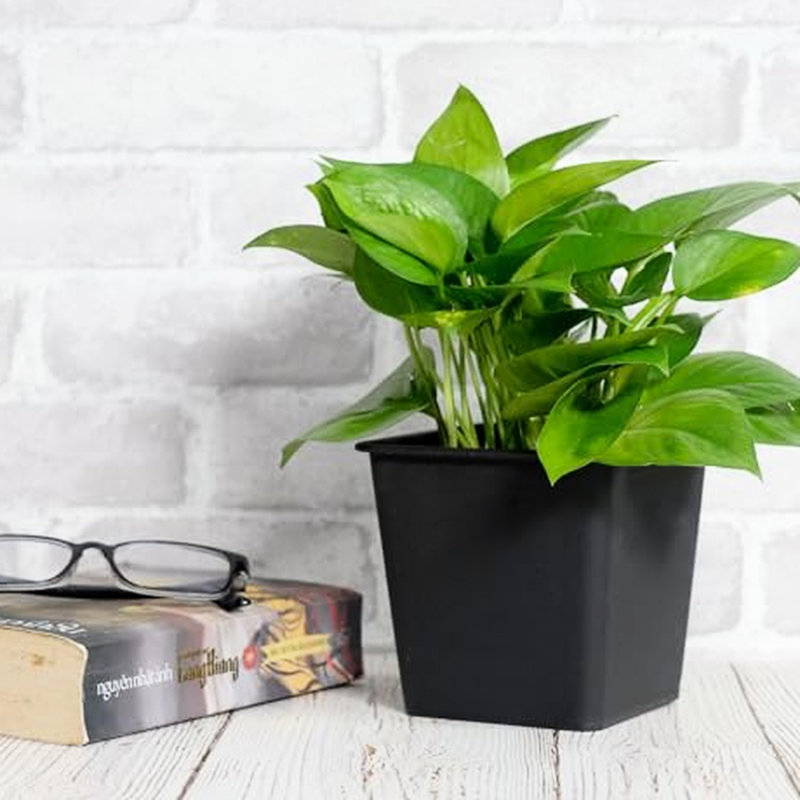 5 6.3" Square Plastic Pots For Nursery Plants With Drainage, All-Weather , Crack And Fade , Polypropylene Plant - All-Weather, Construction, To Cracks Fading Multi-Purpose