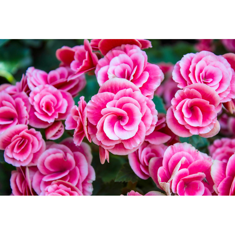 Begonia - Photographie sur toile tendue, L 36 po x H 24 po