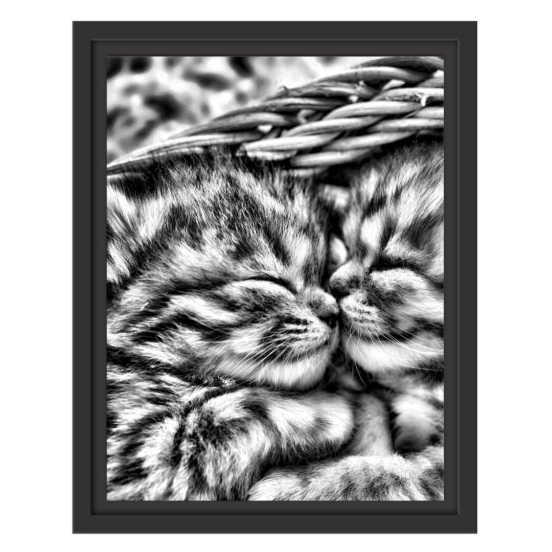 Gerahmtes Wandbild Baby Katze