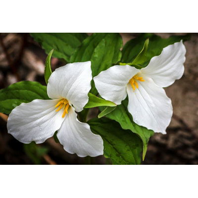 " Trilliums " by Kevinderrick