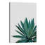 « agave cactus »-impression photographie-49905614-49905616