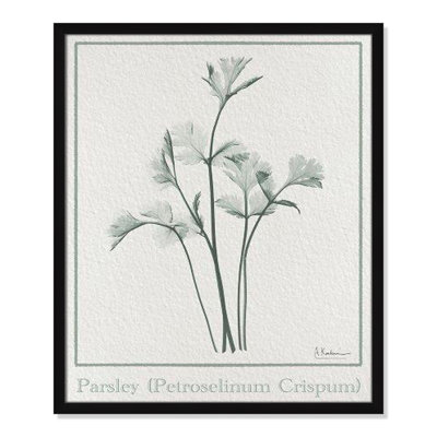Jeanette "Parsley II" Print by Albert Koetsier