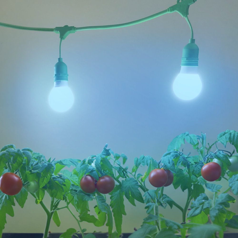 Miracle LED Tomato Grow Light Kit (Set of 3) Miracle LED 