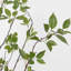 Fran cornus en pot