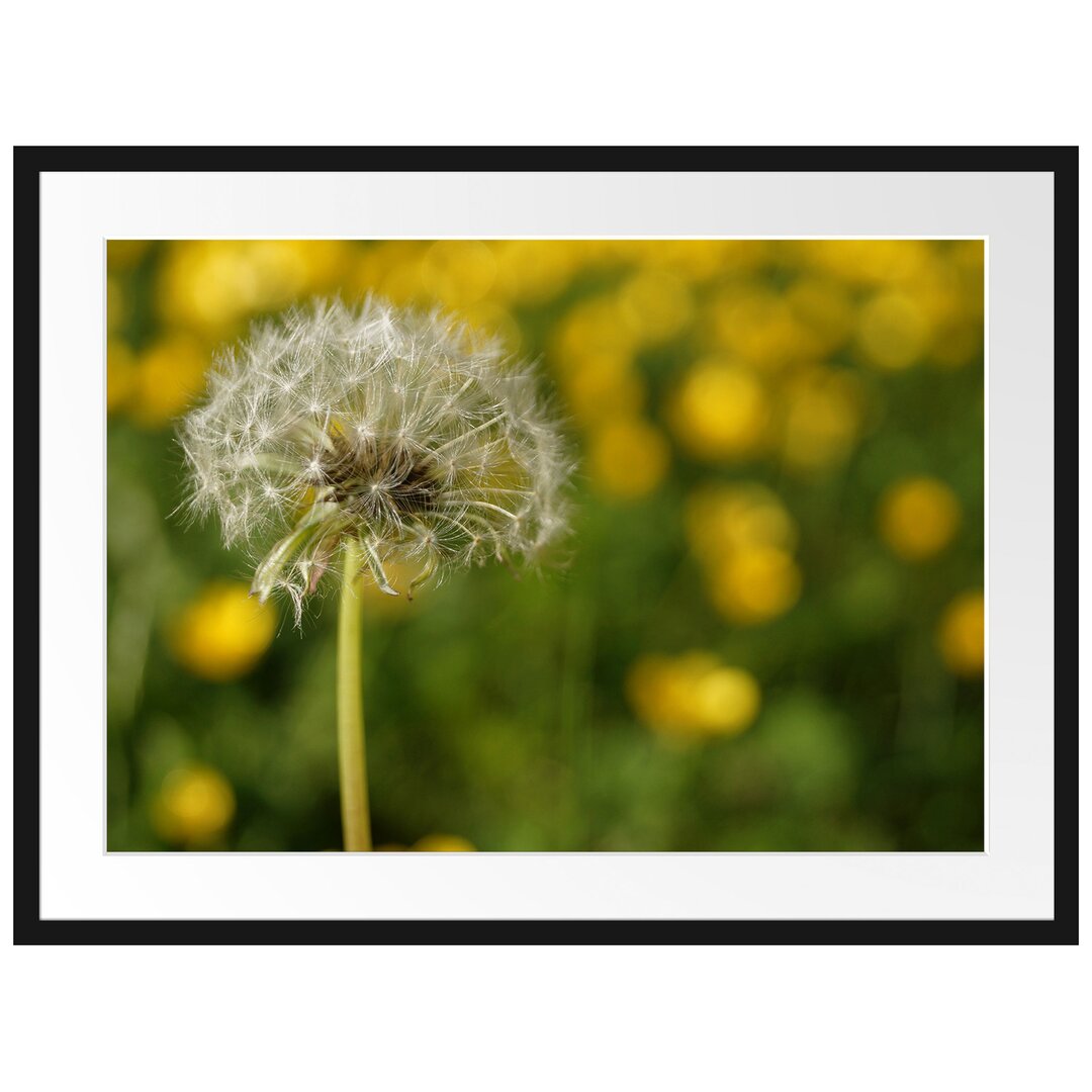 Gerahmtes Poster Pusteblume vor Wildwiese