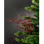 Arrangement-118344543