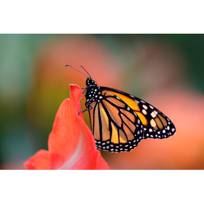 Derrin " Monarch Butterfly " by Jean Landry