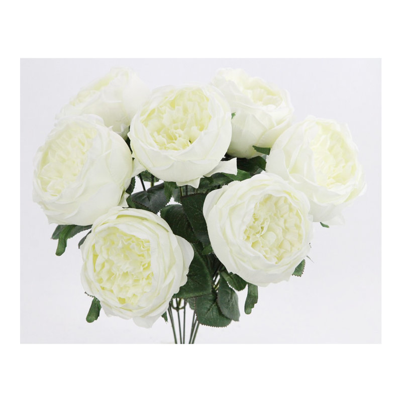Buisson de roses en pleine floraison, Crème
