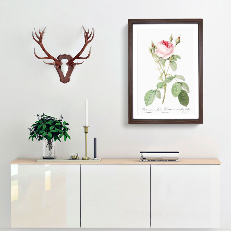 Moss Rose in Pink by Pierre-Joseph Redoute - Picture Frame Painting Print, 36cm H x 27cm W x 2cm D, Walnut Framed