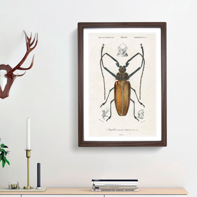 Beetle Illustration PL.11 by Charles D'Orbigny Framed Print
