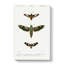 Moth Illustrations PL. 9 by Charles D Orbigny - Wrapped Canvas-55361994