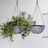 Boxdale Hanging Planter-26906937-26906938