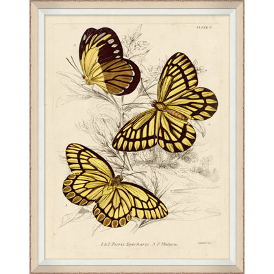 Yellow Butterflies 3 Print