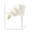 Phalaenopsis en serre 28 po -139132357