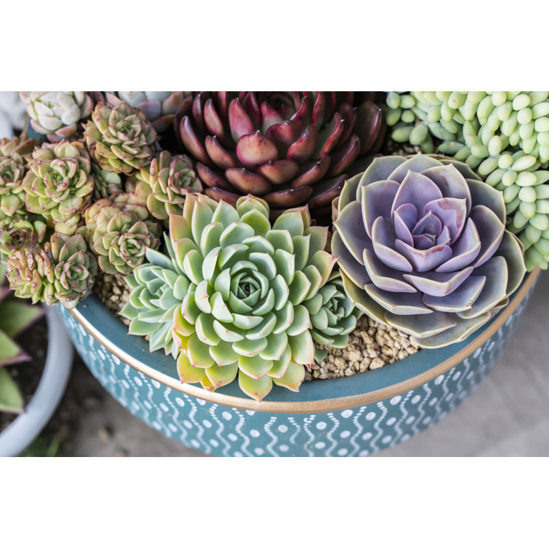Plantes succulentes miniatures - photographie sur toile tendue, H 8 po x l 12 po