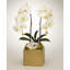 Orchid in Planter-1846719860