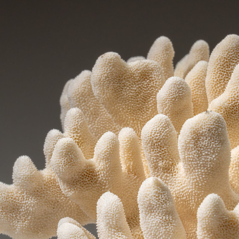 Genuine White Cat's Paw Coral (6.5 Lbs)
