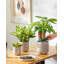HDHPOT Ceramic Pot Planter-1607730067