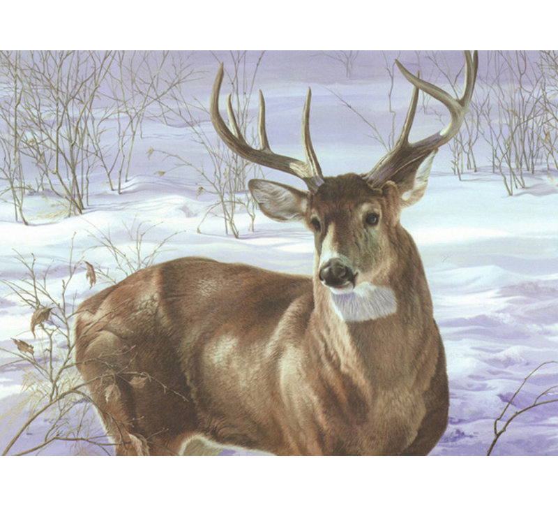 Par ma fenêtre - Cerf de Virginie, H 17 po x l 24 po