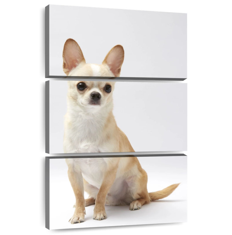 Seated Chihuahua