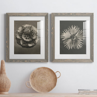 «Blossfeldt Flower III», ensemble de 2 reproductions de photos sur papier encadrées