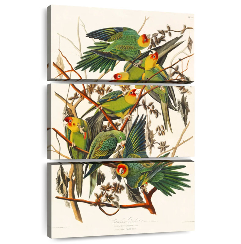 Brampt Carolina Parakeet, 45" H x 28" W