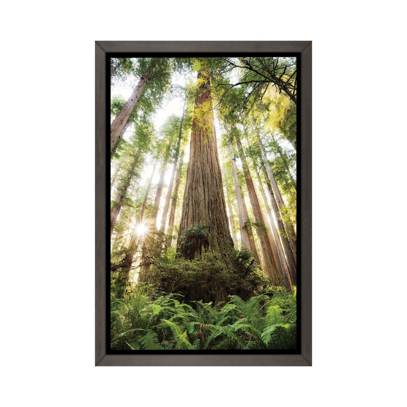 «Redwood Forest» par Stefan Hefele - reproduction de photo, H 60 po x l 40po x P 1,5 po