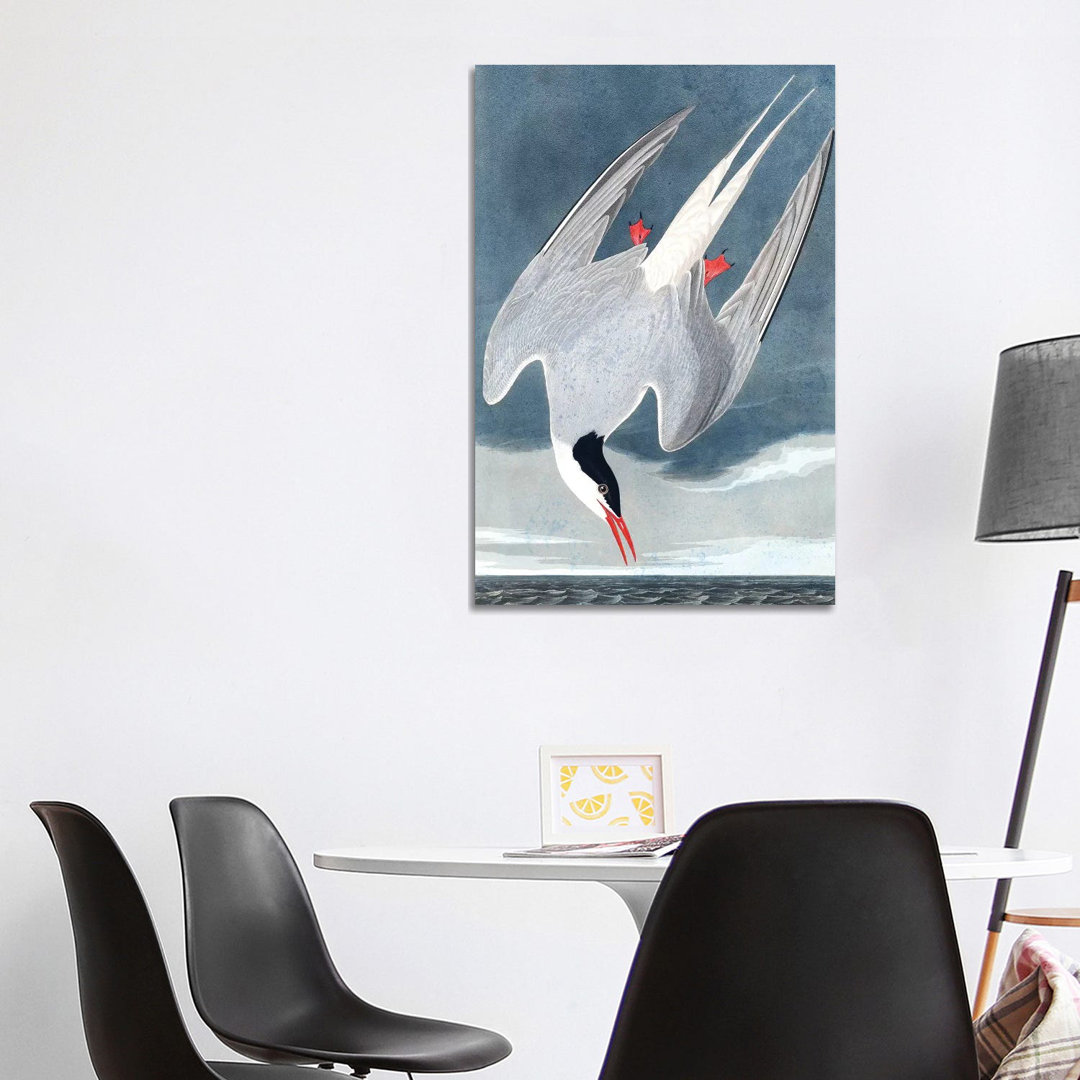 Arctic Tern, Sterna Paradisaea, From "The Birds Of America", 1827-38 by John James Audubon - Wrapped Canvas Gallery-Wrapped Canvas Giclée
