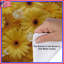 Housse de couette jaune Gerbera Daisies-126343543