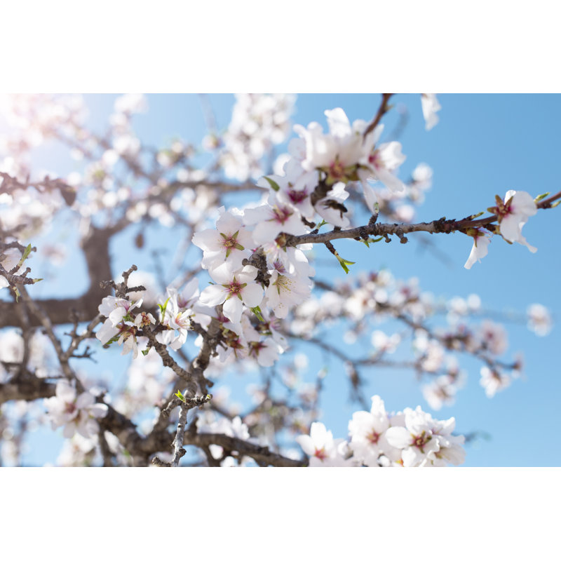 Spring Blossom Background by Irina Selina - Wrapped Canvas Print, 20cm H x 30cm W x 3.8cm D