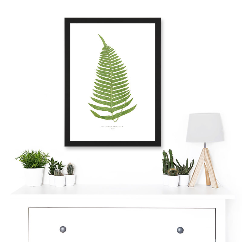 Fern Polypodium Catharinae Nature Plant Life Botanical - Single Picture Frame Art Prints, 45.5cm H x 33cm W x 2cm D