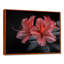 Rose, noir, rhododendron, fleur de minuit I - salon d'art mural rhododendron-1824067029-1660554768
