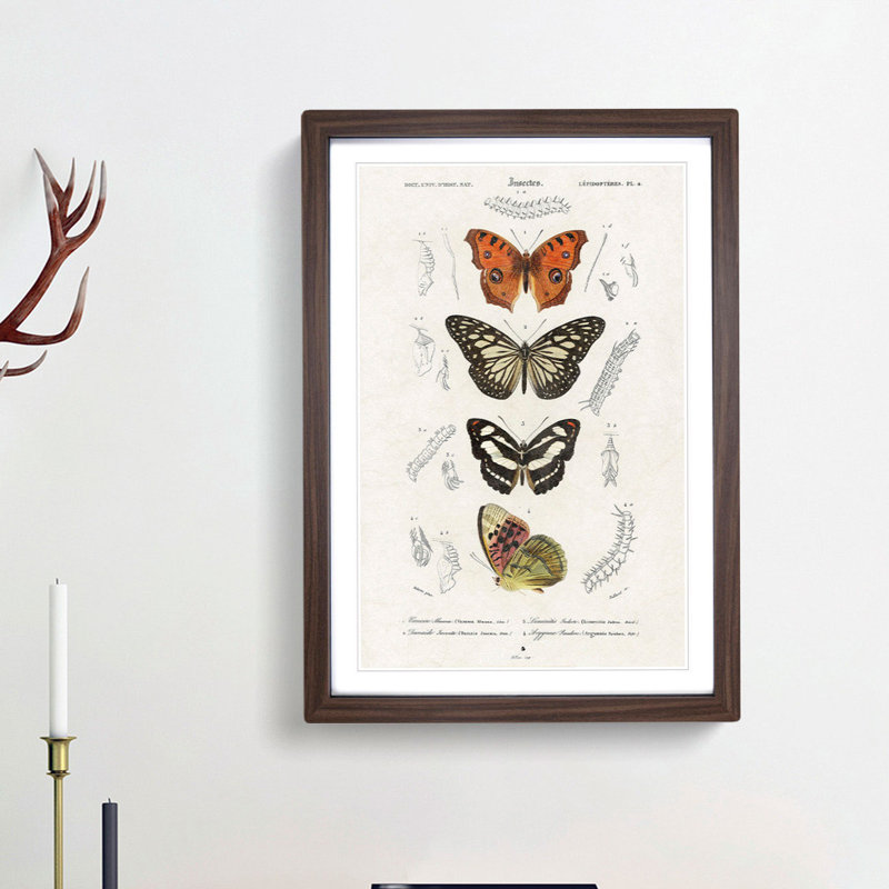 Butterfly Illustrations PL. 4 by Charles d' Orbigny - Picture Frame Graphic Art Print, Walnut Framed, 36cm H x 27cm W x 2cm D