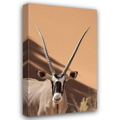 Millwood Pines Kaveney, Wendy Gallery Wrapped Canvas Art: Namibia, Sossusvlei, Namib, Naukluft Park Oryx