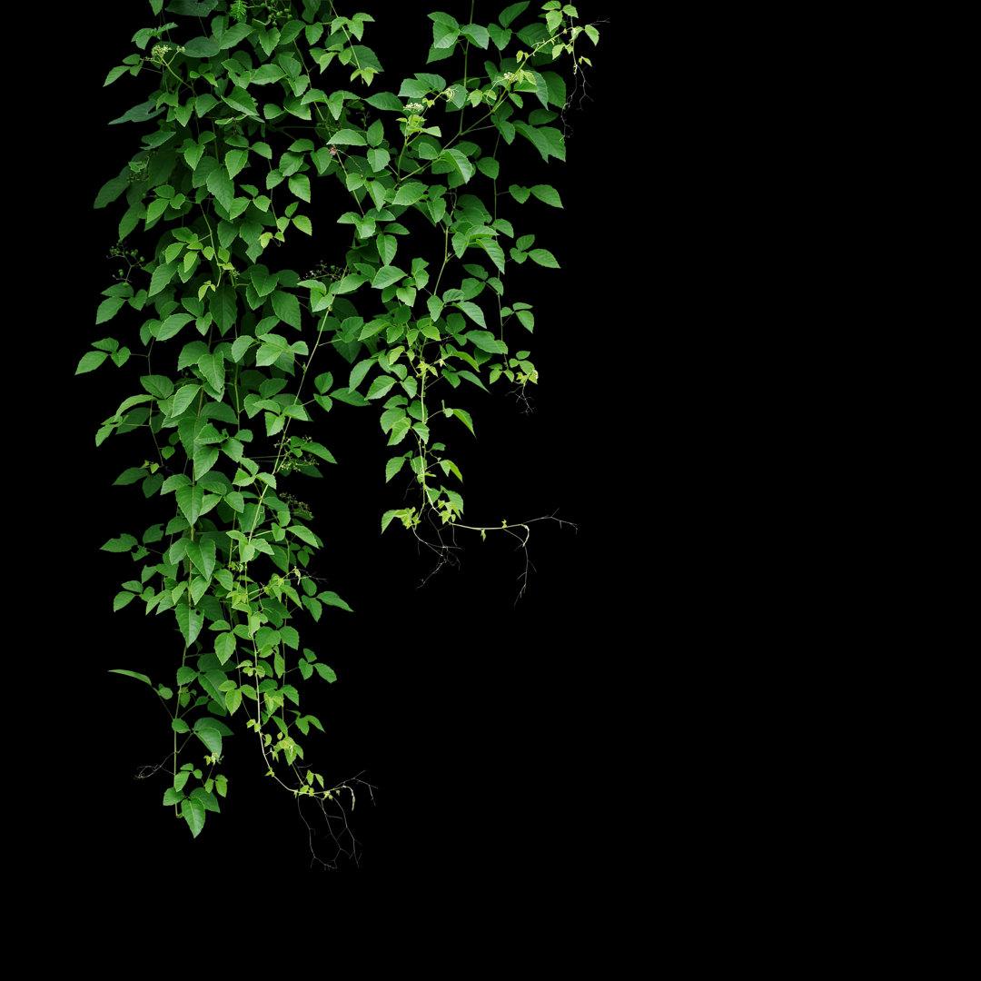 Leinwandbild Wilde Kletterpflanze, Cayratia Trifolia (Linn) Dominante Lianenpflanze isoliert auf schwarzem Hintergrund