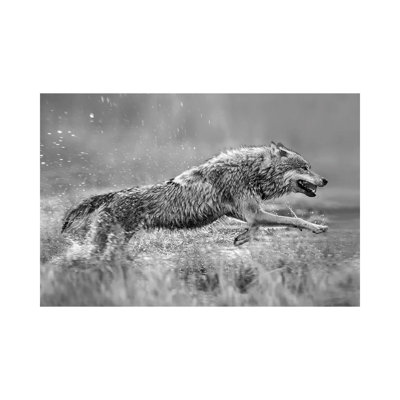 Gray Wolf Running Through Water, Native To North America - Wrapped Canvas Print